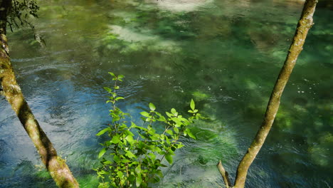 crystal clear stream in forest of kawerau in new zealand during sunlight