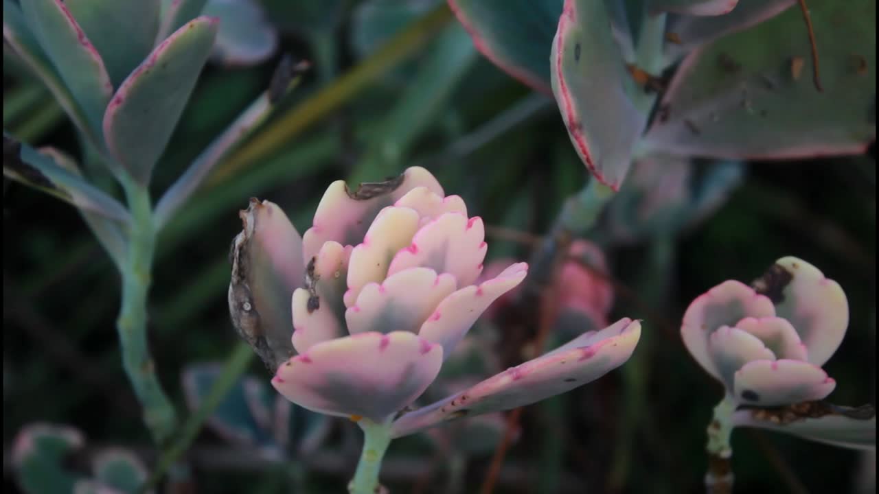 분홍색 수풀의 클로즈업