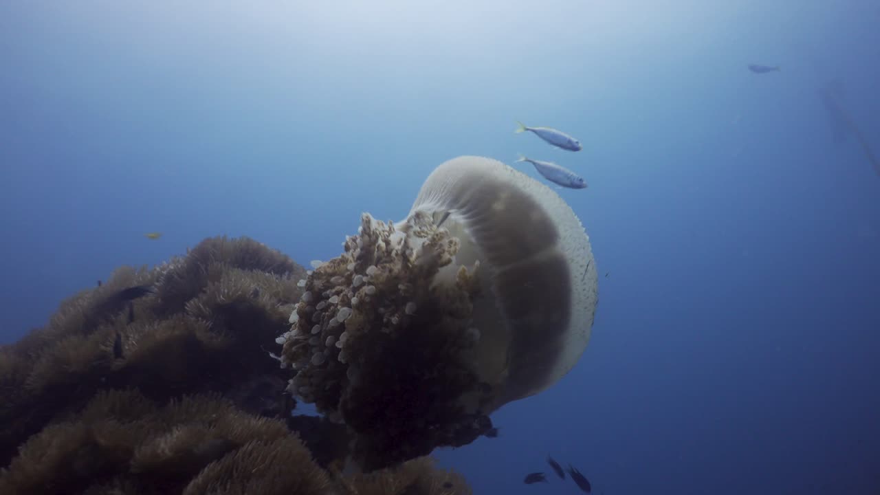 medusas rizostoma nadando en medio del agua en el sitio de buceo en koh tao, tailandia