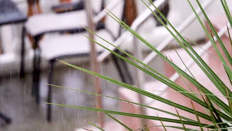 rain on plant