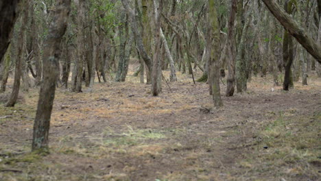 Inclínate-Hacia-Arriba,-Bosque-De-Densos-árboles-Moonah