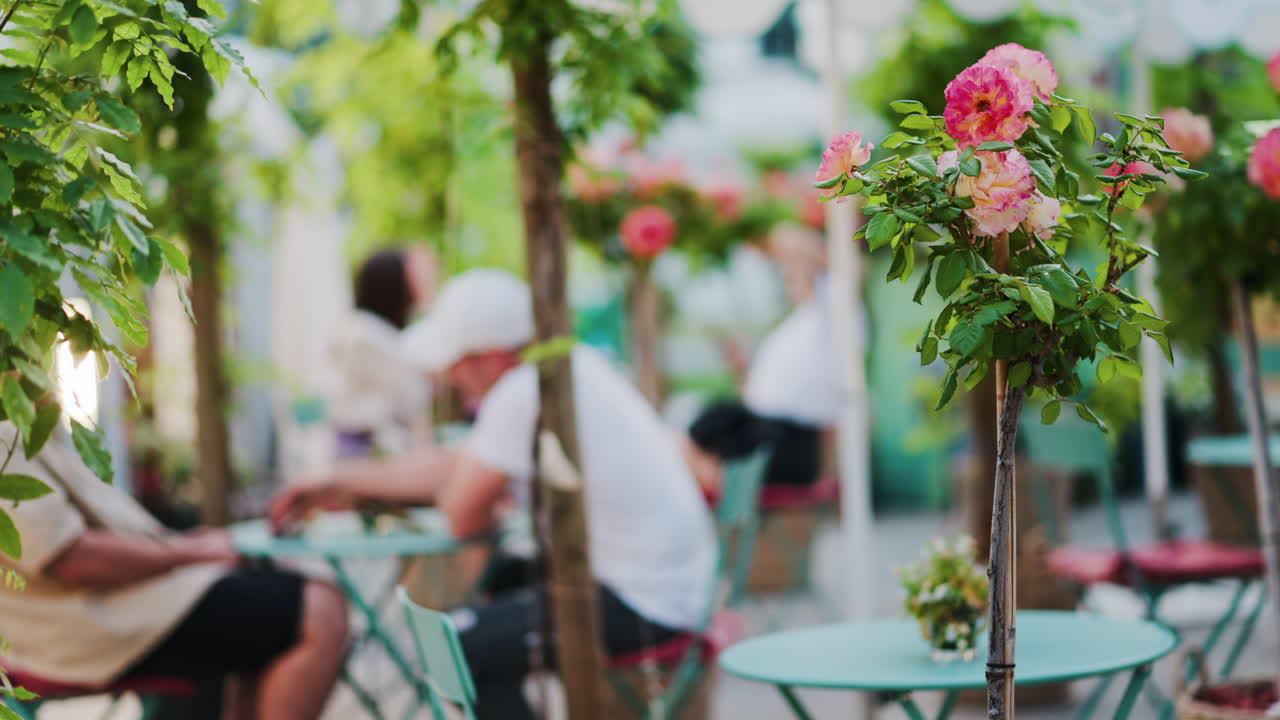 Pink climbing roses in pots at an outside cafe with mint green tables and chairs