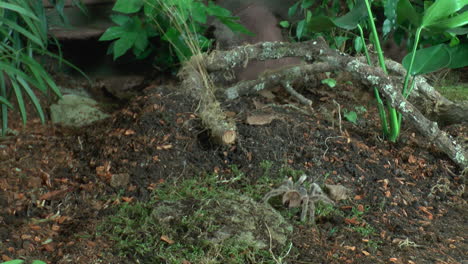 Front-view-of-walking-Tarantula