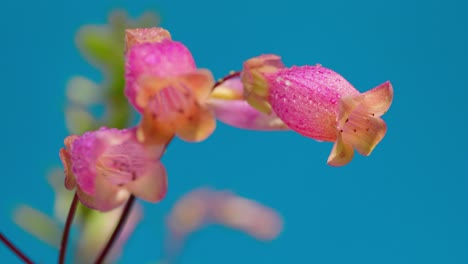 esta escena encantadora captura el resplandor de una planta de kalanchoe bañada en la luz del sol, anidada en medio de la hierba verde exuberante bajo un dosel de cielos claros y azules