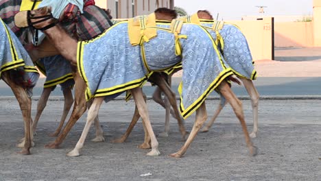 4k: caravana de camellos de dubai atravesando el desierto, emiratos árabes unidos, camello en el desierto en el golfo pérsico