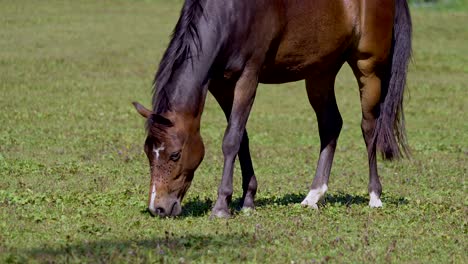Slow-motion-shot-of-majestic-brown-horse-eating-grass-of-meadow-during-sunlight---close-up-shot