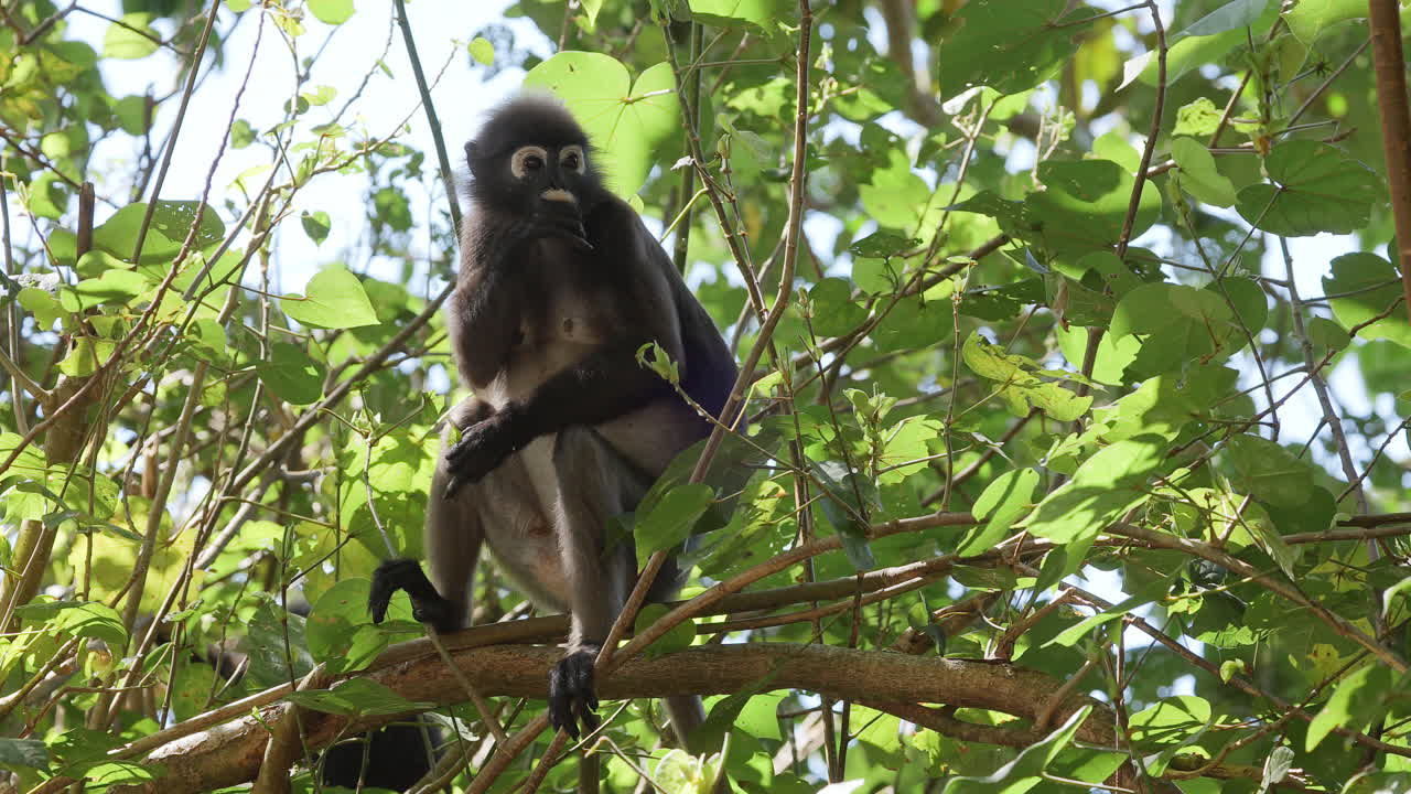 dusky leaf monkeys filmed in langkawi island, malaysia