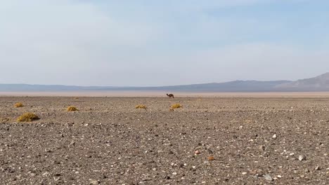 Camello-Del-Desierto-De-Irán-Caminando-En-Un-Cielo-Nublado-Durante-El-Día-En-Irán-Medio-Oriente-Un-Concepto-De-Tolerancia-A-La-Resistencia-Para-Los-Animales-En-Climas-Cálidos-Clima-Cálido-Abandonado-Paisaje-Amplio-Y-Seco-De-Crucero-Terrestre-De-Montaña