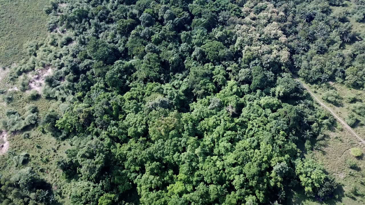 una foto aérea de un bosque exuberante en benin, áfrica