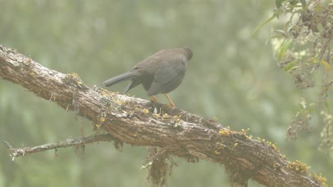 Close-up-of-a-Sooty-Thrush-sitting-on-the-tree-branch-in-a-rainforest