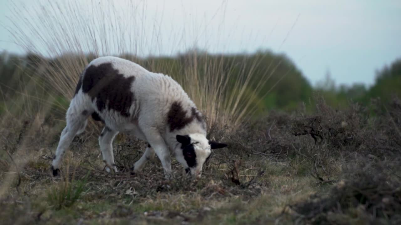 ovejas jóvenes pastando en un prado holandés
