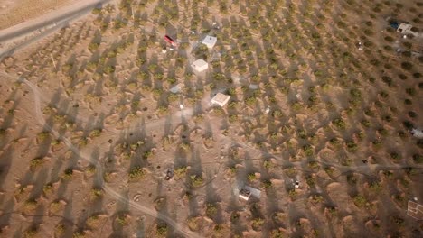 Huerto-En-Un-Clima-Desértico-En-Irán-Mermelada-De-Higos-Jardín-De-Higueras-Hoja-Verde-Fruta-Seca-Dulce-Delicioso-Nueces-Frescas-Orgánicas-En-El-Mercado-De-Agricultores-Gente-Local-Frutas-Secas-Al-Sol-Clasificación-De-Jardinería-Tradicional-Irán-Fars