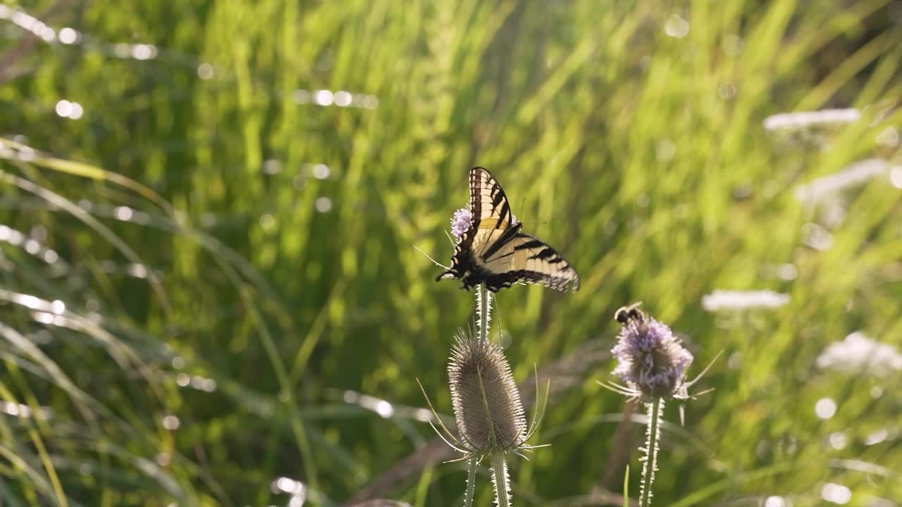 A mid shot with racking focus showing an Eastern Tiger Swallowtail (Papilio glaucus) and a bee on a Common Teasel (Dipsacus fullonum) in a field of tall grasses on a sunny day in rural Kentucky
