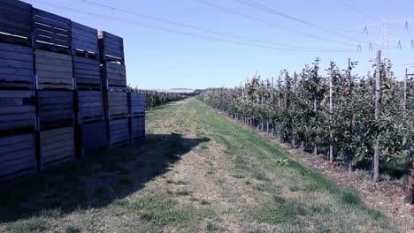 Clean-shot-of-fruit-orchard-in-'s-Gravenpolder,-Zeeland,-Netherlands