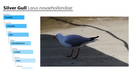 silver gull walking and pecking on sunny ground