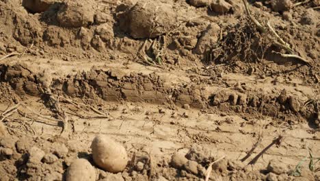 farm work on the field with potatoes