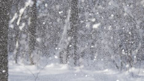 森林中的降雪