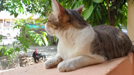 Close-up-of-cute-tabby-cat-sitting-on-garden-wall-watching-a-chicken-rooster-in-the-background