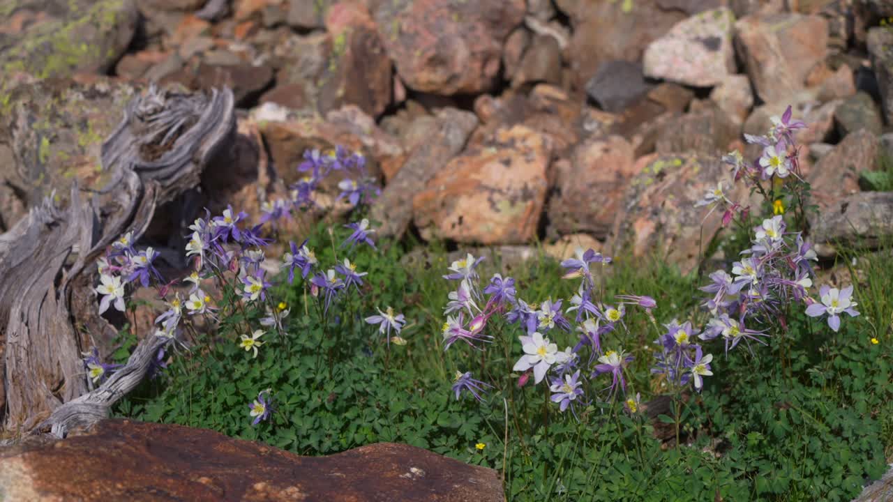 Columbine wildflowers patch nature Mount of the Holy Cross Wilderness Halo North Ridge Trail Vail Colorado summer afternoon daylight breeze deadwood alpine Rocky Mountains hiking trail static shot