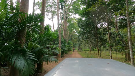 Ver-Un-Elefante-Cruzando-Un-Parque-De-Palmeras-En-Tailandia