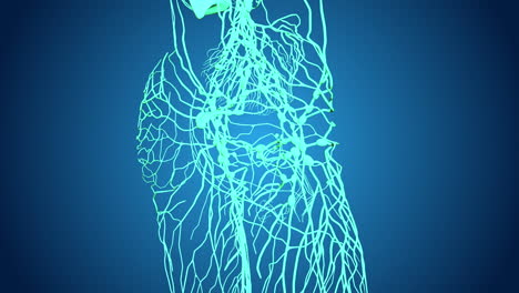 human nervous and vascular systems 3d model