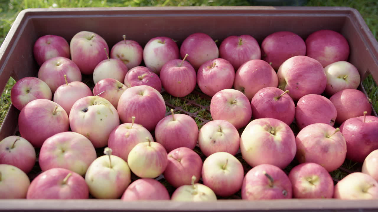 ⁇ 은 백인 손 은 두 개 의 사과 를 가득 찬 상자 에 넣는다