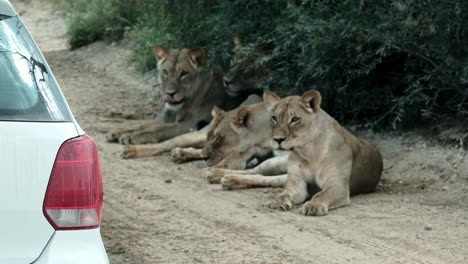 a pride of lions watches with curiosity as a small white car drives past