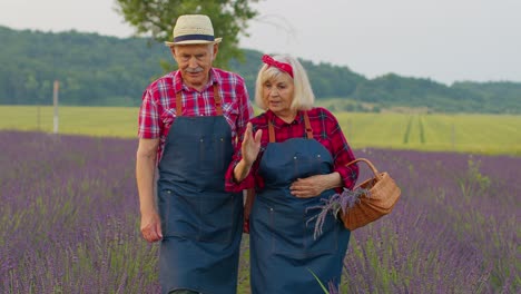 Hombre-Mujer-Mayor-Abuelo-Abuela-Agricultores-Recogiendo-Flores-De-Lavanda-En-El-Jardín-De-Campo-De-Verano