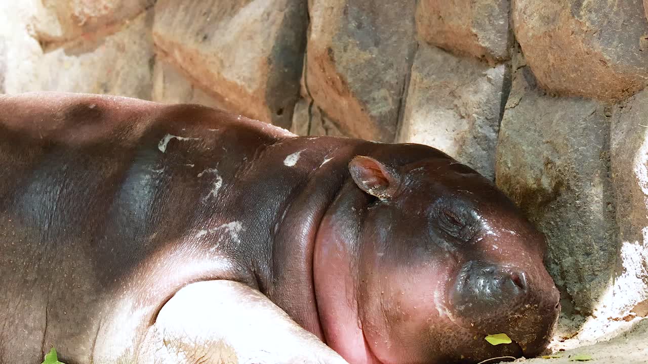 작은 히포포가 둥지 안에서 휴식을 취하고 있다