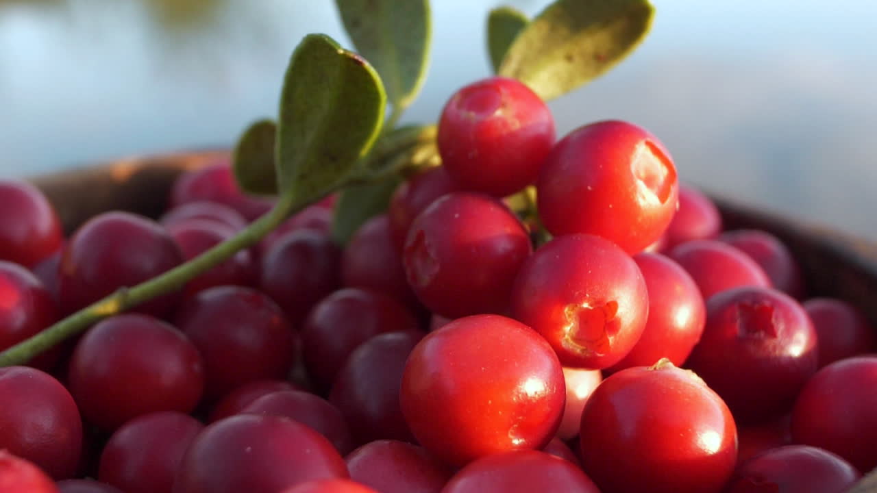 Close up of healthy fresh Lingonberry on blue ocean water background