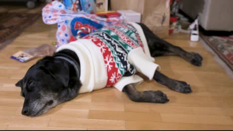 a black senior labrador dog wearing a christmas-themed sweater as it lies on the ground next to a christmas gifts