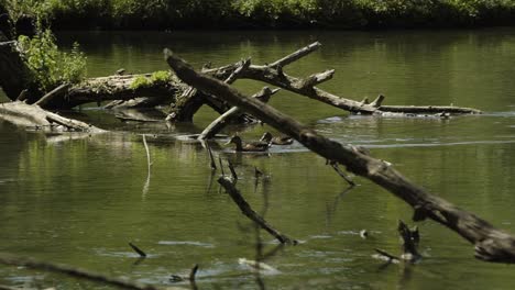 Ein-Paar-Enten-Schwimmen-über-Das-Wasser-Und-Schließen-Sich-Einer-Gruppe-Auf-Den-Ästen-An