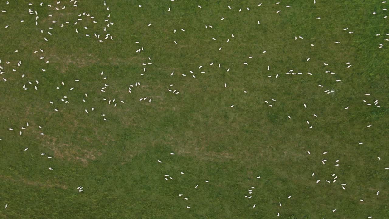 High angle top down shot of flock of sheep grazing in lush green pasture