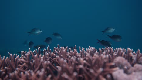 a school of blue fish swimming in clear blue seawater with beautiful pink coral in the foreground