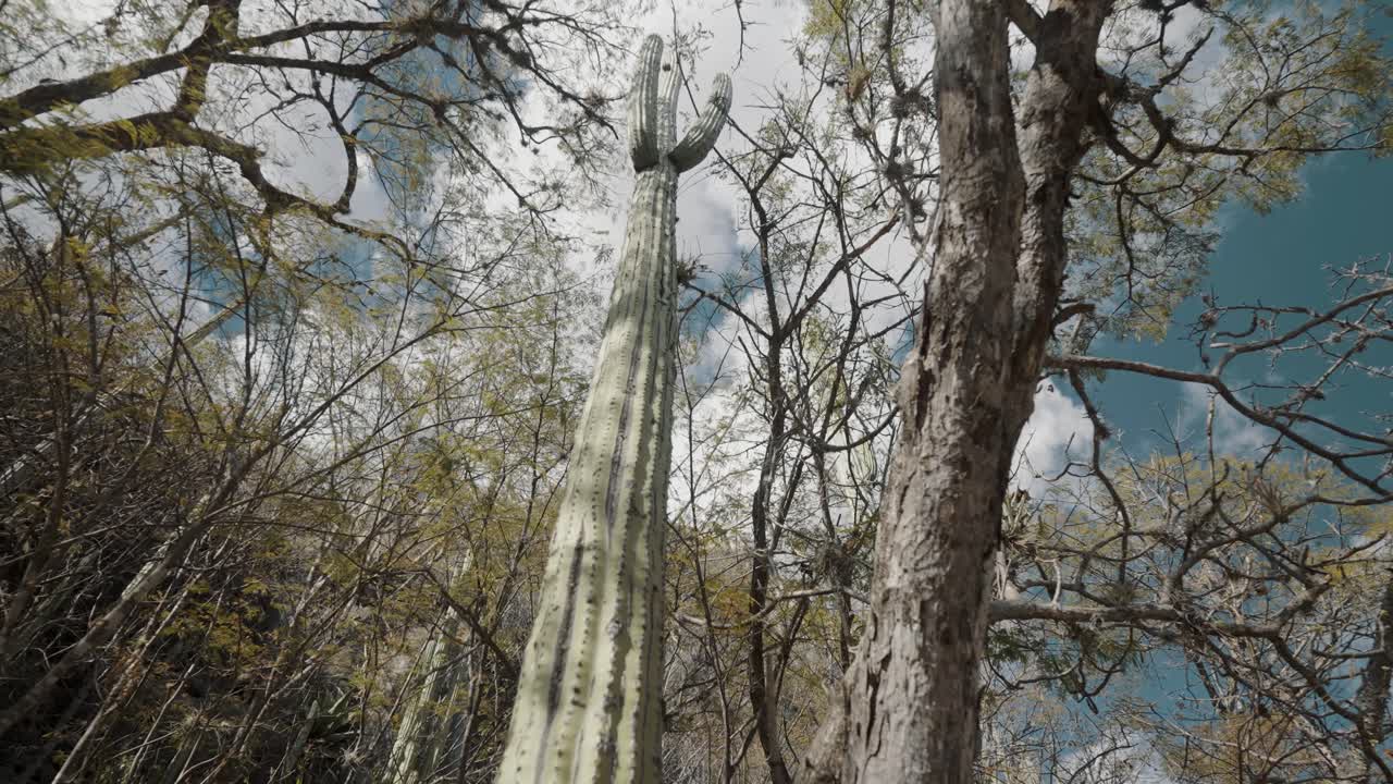Cactus in una foresta secca a Oaxaca, Messico.