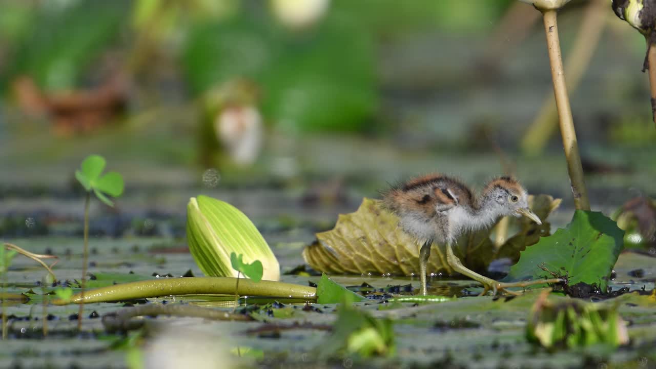 아름다운 자카나 새끼 들 이 아침 에 물 릴리 연못 에서 먹이 를 먹고 있다