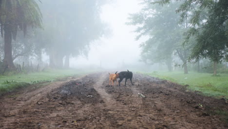 Zwei-Hunde-Kämpfen-Auf-Der-Landstraße-An-Einem-Nebligen,-Gruseligen-Sommermorgen