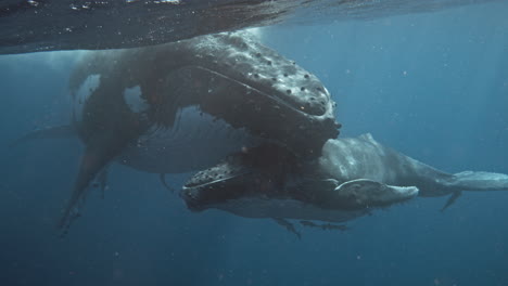 las ballenas jorobadas muestran uno de los vínculos más fuertes entre la madre y la cría en el primer año de vida.
