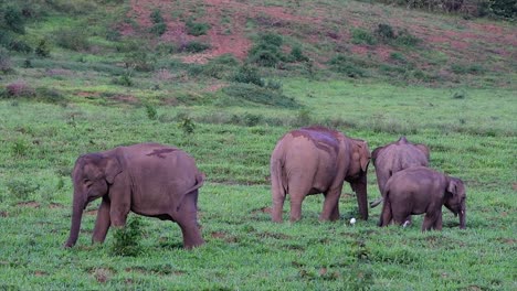 The-Asiatic-Elephants-are-endangered-species-and-they-are-also-residents-of-Thailand