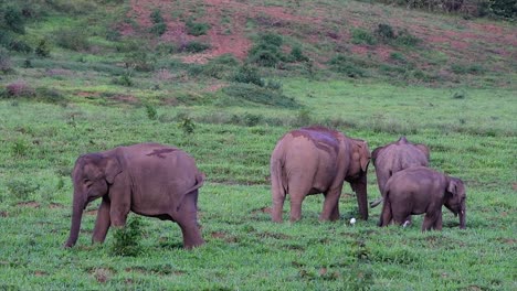 the asiatic elephants are endangered species and they are also residents of thailand