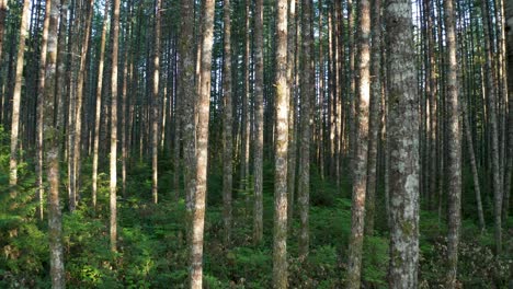 drone volando hacia el bosque de coníferas