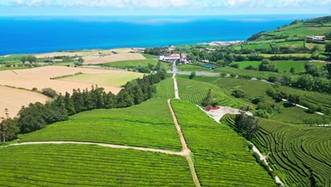 Lush-green-tea-plantation-by-the-sea-on-a-sunny-day,-aerial-view