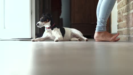 lindo perro mirando a la cámara, luego mirando a su amo