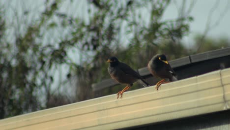 a common myna bird on a rooftop