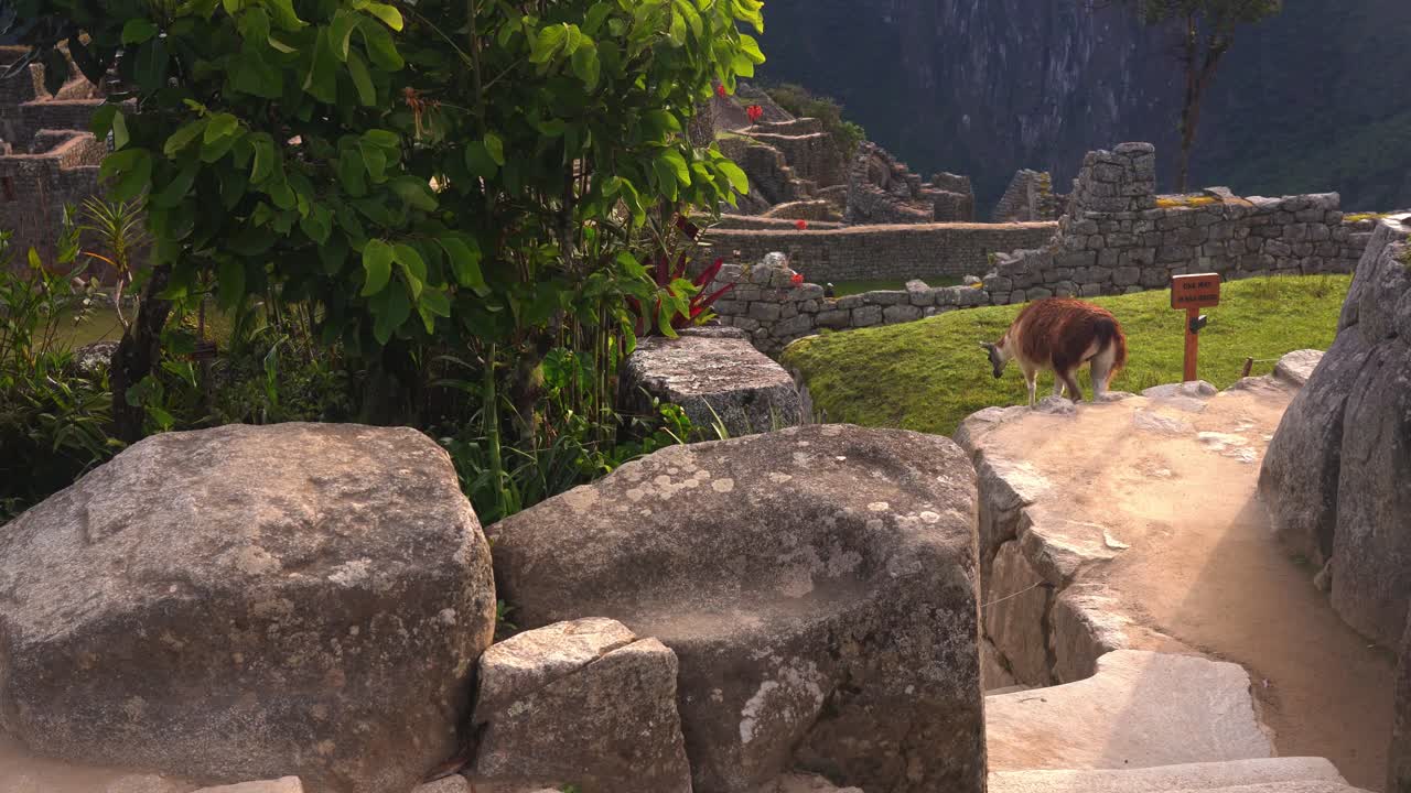 vista trasera en ángulo alto de una sola llama en la ciudadela inca de machu pichu, perú, alejándose, tiro de mano
