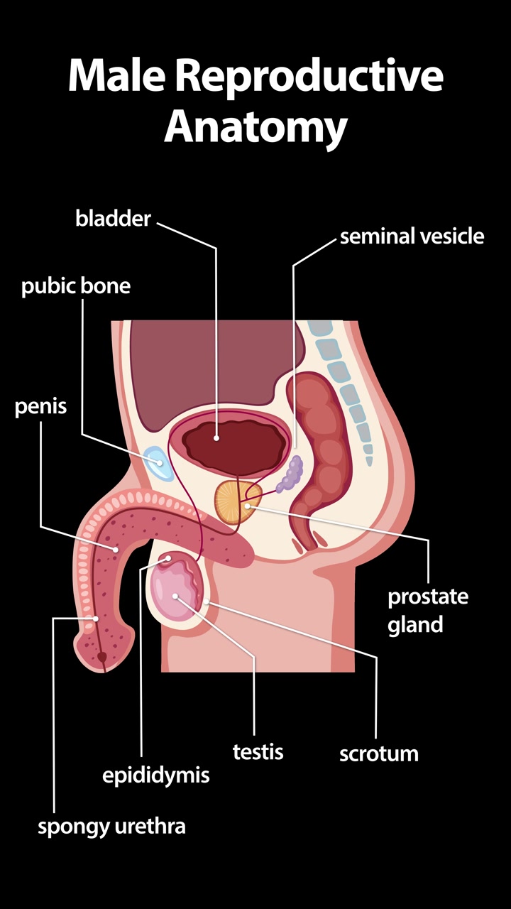 Educational medical animation labels the internal and external organs of the male reproductive system