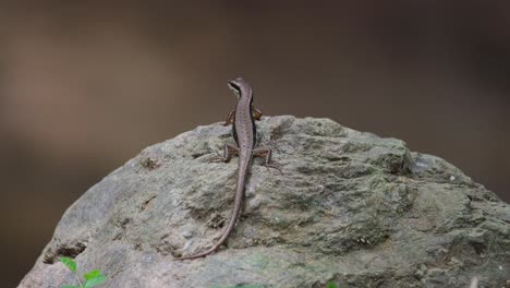 moving its head from the right to the left as it looks at some flying insects, a common sun skink, eutropis multifasciata is lying on a rock by a stream inside a national park in southeast asia.