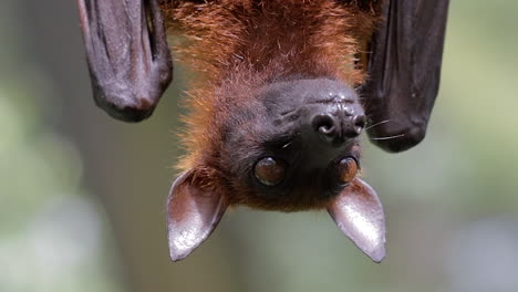 zorro volador malayo colgando de un árbol