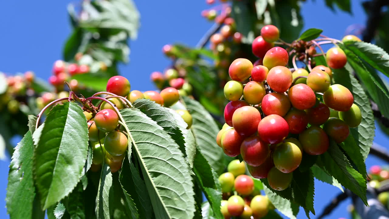 Vibrant close up of red and yellow cherries ripening in sunlight