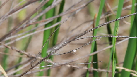 Close-up-portrait-of-Blue-Dasher-dragonfly-on-twig-in-marsh-grass